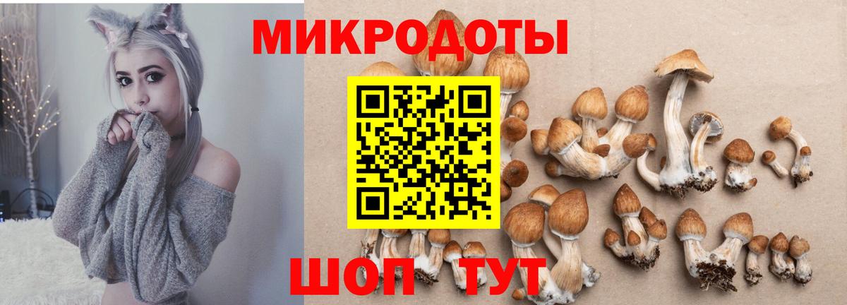 Галлюциногенные грибы Cubensis Йошкар-Ола